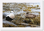 haahakat eiders 9776 * 1349 x 900 * (1.13MB)